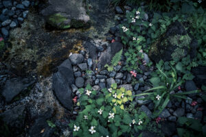 写真作品