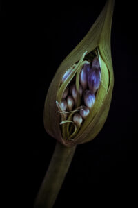 写真作品