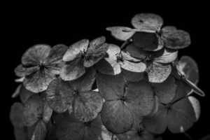 写真作品