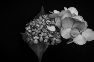写真作品