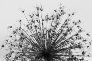 写真作品