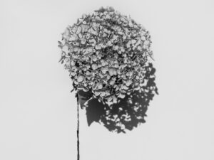 写真作品