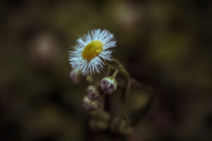 写真作品