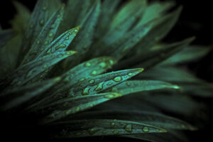 写真作品