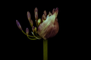 写真作品