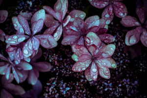写真作品