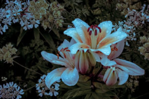 写真作品