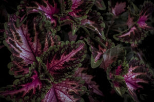 写真作品