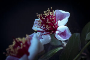 写真作品