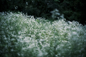写真作品