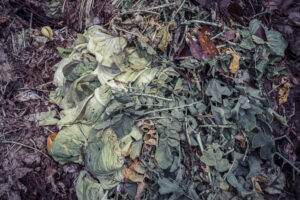 写真作品