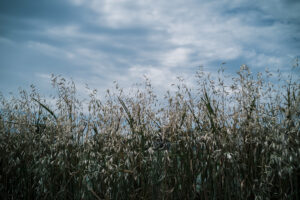 写真作品