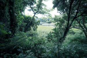 写真作品