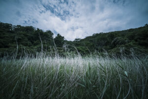 写真作品
