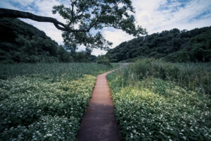 写真作品