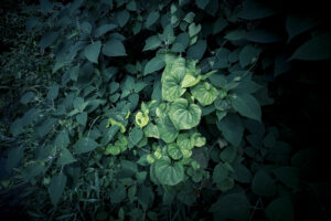 写真作品