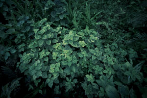 写真作品