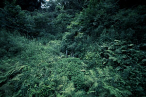 写真作品