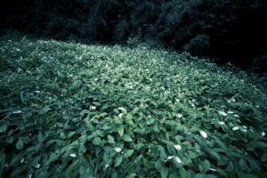 写真作品