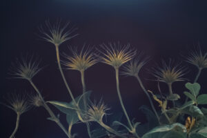 写真作品