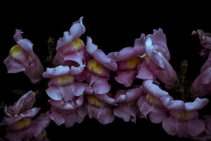 写真作品
