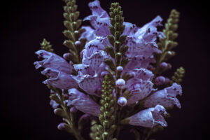 写真作品