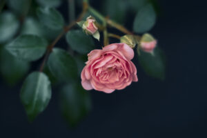 写真作品
