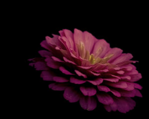 写真作品