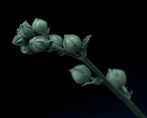 写真作品