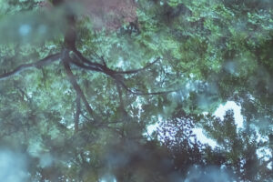 写真作品