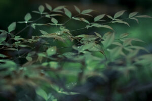 写真作品