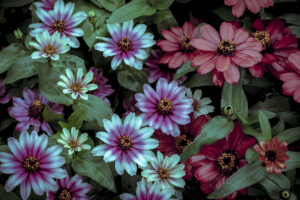 写真作品