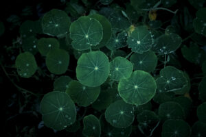 写真作品