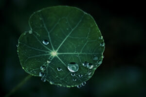 写真作品