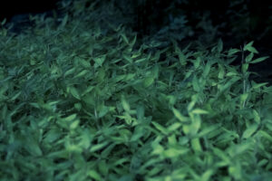 写真作品