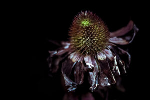 写真作品
