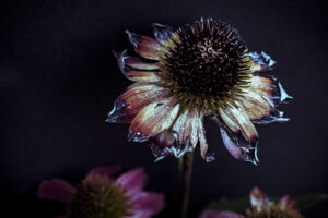 写真作品