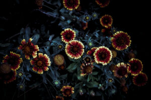写真作品