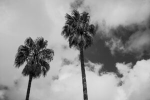 写真作品