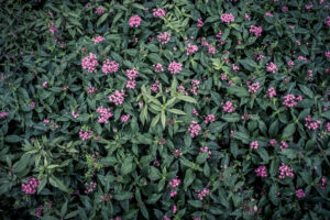 写真作品