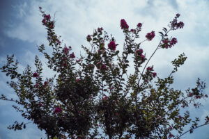写真作品