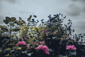 写真作品