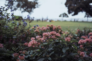 写真作品