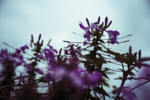 写真作品