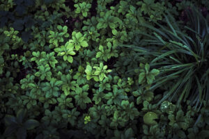 写真作品