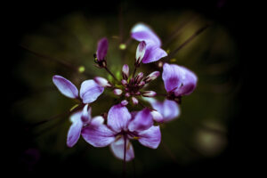 写真作品
