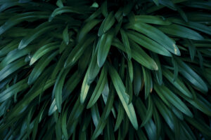 写真作品