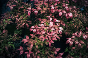 写真作品