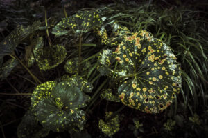 写真作品