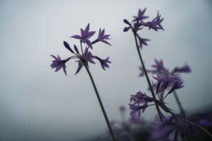 写真作品